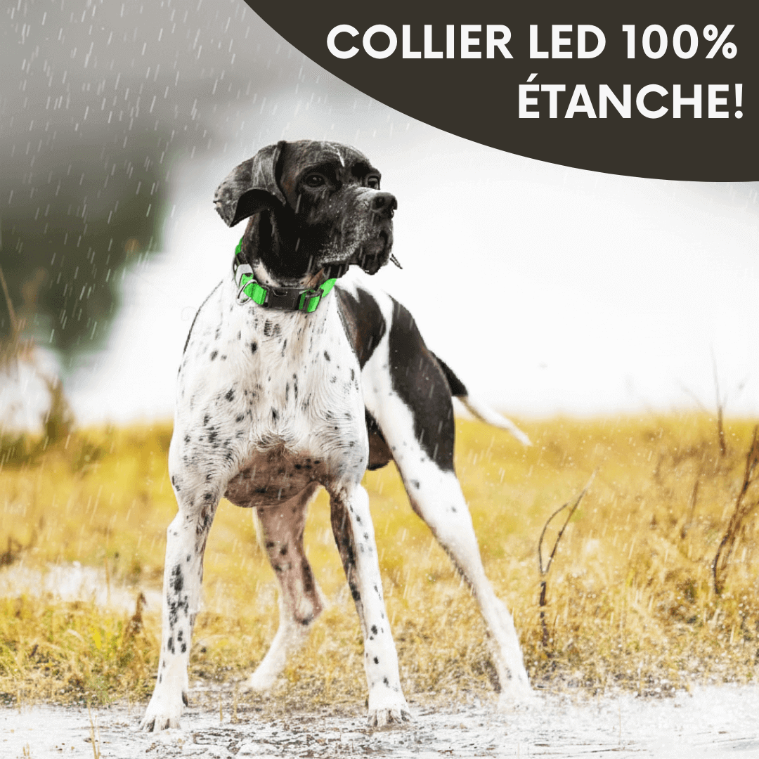 Collier LED Alpine™ : Sécurité de Nuit