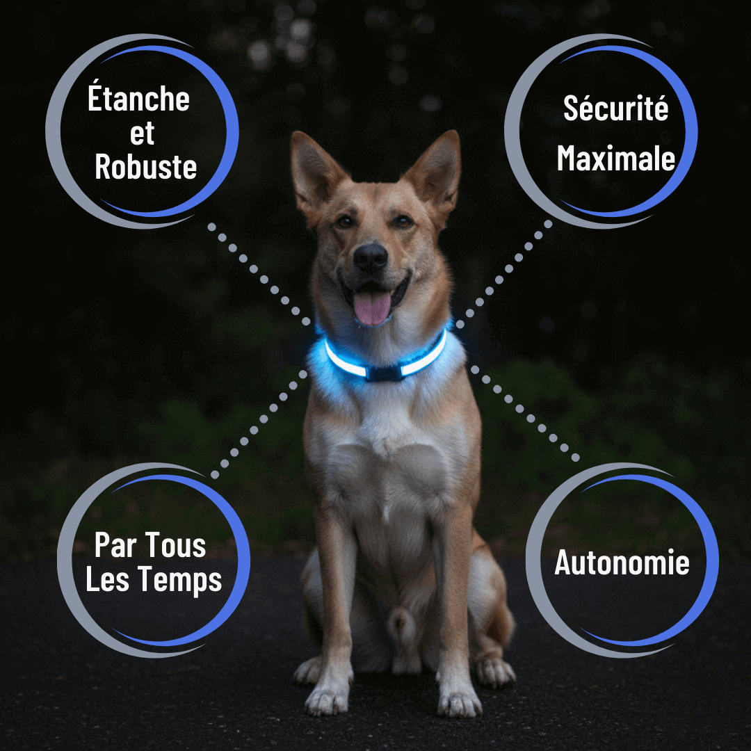 Collier LED Alpine™ : Sécurité de Nuit